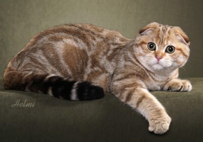 A Scottish Fold cat with unusual brown and tan markings