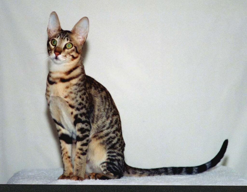 Serengeti cat, black spots; big ears; long tail