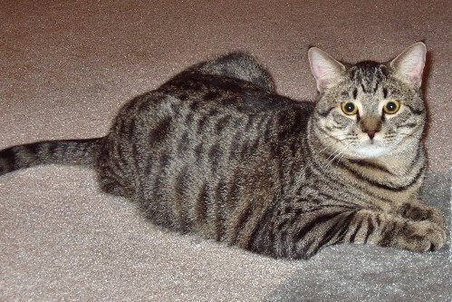 American shorthair with stripes