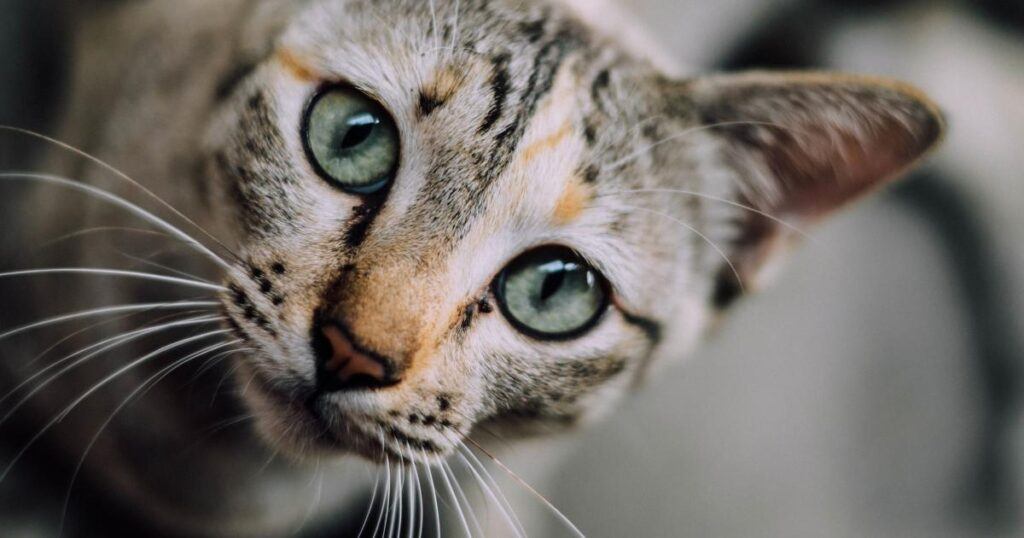 Grey and striped cat with lovely whiskers