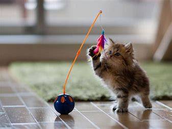 Kitten playing with bobbing feather toy