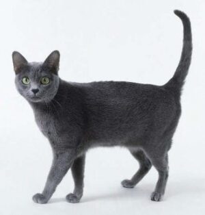 Korat cat, grey color