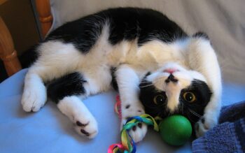 Black & white cat rolling with ball