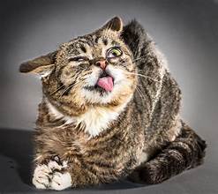 Grey striped cat, hunkered, tongue out, ears flattened, eyes half open