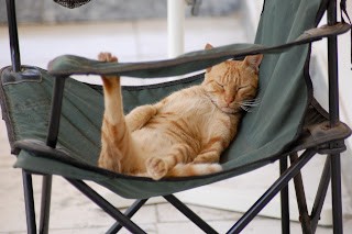 Orange cat filling chair space