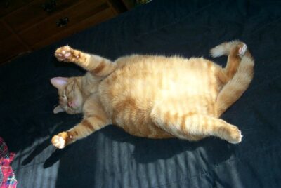 Fat orange cat