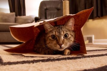 Tiger cat in paper bag