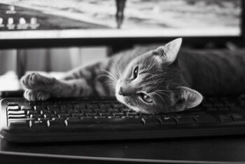 Small tiger cat laying on keyboard