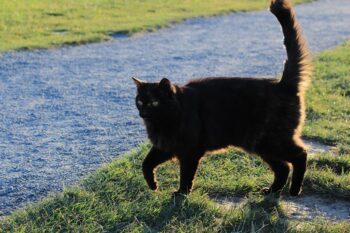 Black cat walking along stream