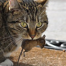 Tiger cat carrying mouse