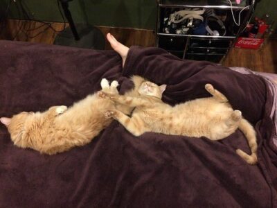 Two orange cats taking up most of the bed