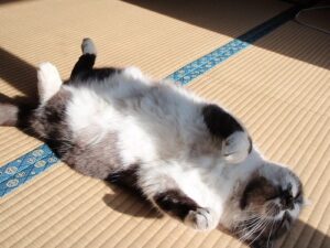 black and white cat sprawled on floor in sun