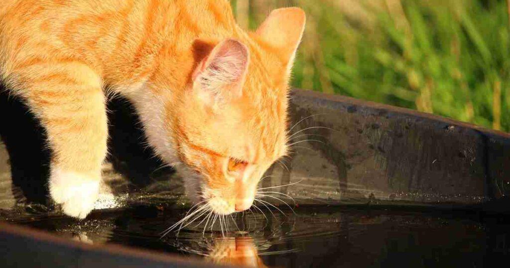 Orange cat drinking water outside from container