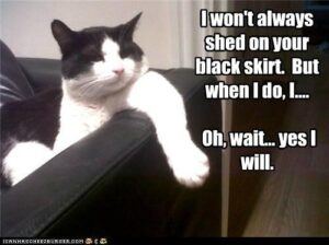 Black & white cat: Yes, I will always shed on your black skirt