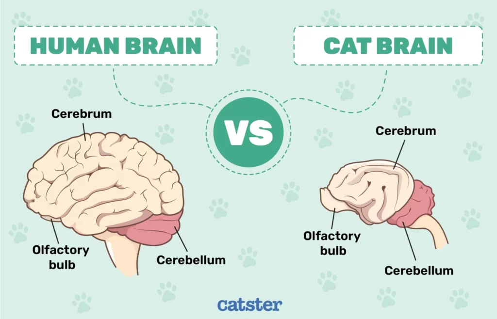 Illustration of human brain compared to cat brain