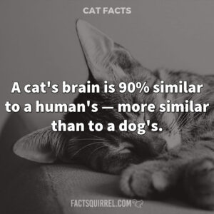 A cat's brain is 90% similar to a human's -- more similar than to a dog's