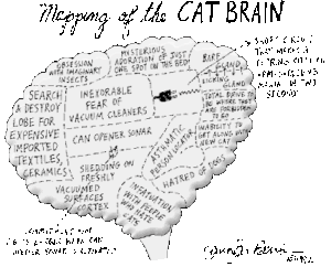 Humorous mapping of the cat brain