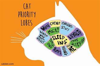 Imaginary drawing of cat priority lobes