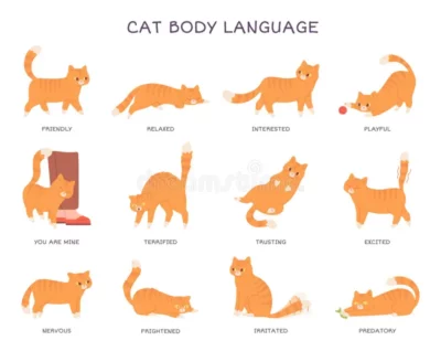 Chart of cat body language