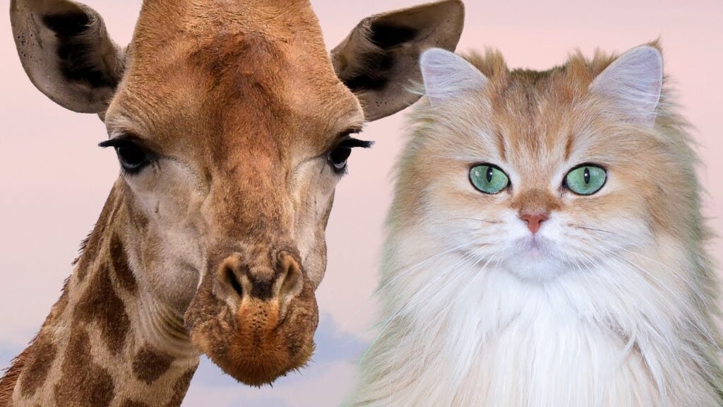 picture of cat and giraffe together