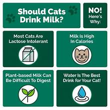 Images showing why cats should not drink milk