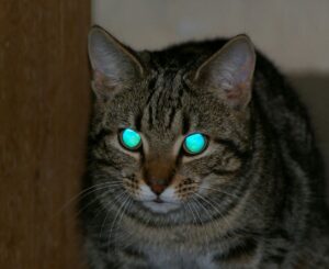 Tapetum lucidum reflection in cat's eyes