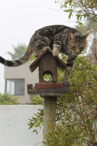 Cat on birdhouse waiting for prey