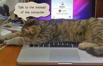 cat lying on keyboard: "talk to me instead of the computer