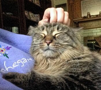 grey cat looking happy; being scratched