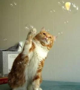 cat playing with bubbles