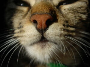 closeup of cat nose and whiskers
