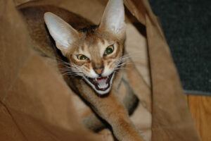 Tan cat yowling