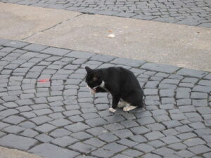 Black cat grooming outside on flagstone floor