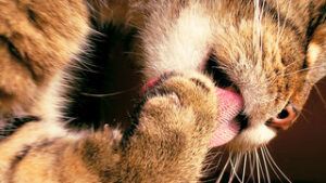 Cat washing paw