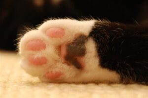 close-up of cat's paw