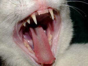 Cat teeth (open mouthed cat)