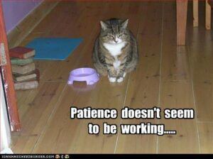 Striped cat waiting by empty bowl