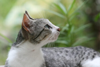 grey and white cat gazing into distance