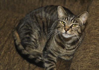 grey & black tabby: Oscar the therapy cat