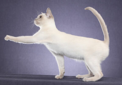 Tonkinese white cat, posing with paw outstretched