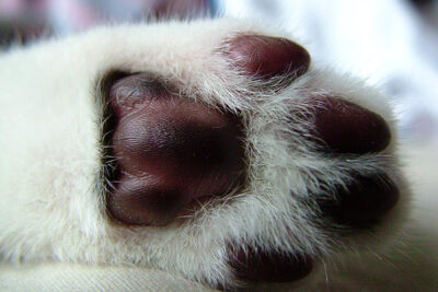 closeup of cat's paw pads