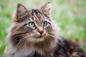 Healthy cat grey medium-hair