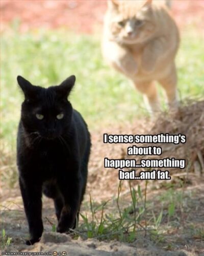 Black cat becomes aware of being chased by another cat