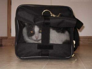 Cat in covered cattier