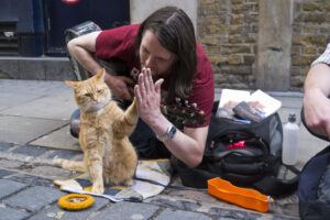 cat doing high five with owner