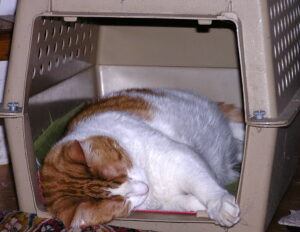 Cat napping in carrier