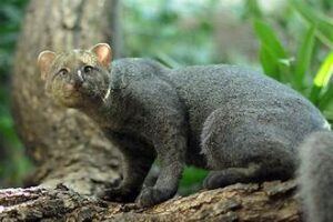 Jaguarundi, dark grey color
