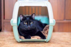 Black cat lying in open carrier