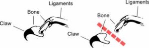 Diagram: Declawing a cat