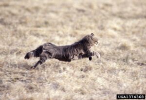 Cat running across field